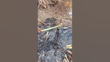 CÁ LÓC, CÁ RÔ NƯỚNG TRUI BẰNG LÁ CHUỐI KHÔ#canuong #tungngotayninh