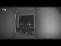 WATCH: Family of Bears stroll through the West End of Panama City Beach