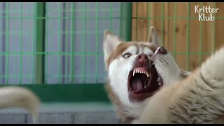 'Get Lost!' Mother Dog Goes Nuts When Her Hubby Is Near Pups (Part 1) | Kritter Klub