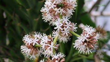 Ý nghĩa Phong Thủy Cây Thiết Mộc Lan