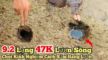 Câu lươn sông_Trúng mánh 9.2lạng 47K_Chia sẽ chút kinh nghiệm xăm hang lươn_tập578/Giant eel fishing