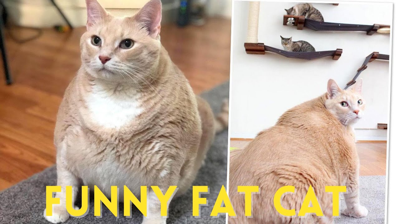 funniest fat cat compilation - YouTube