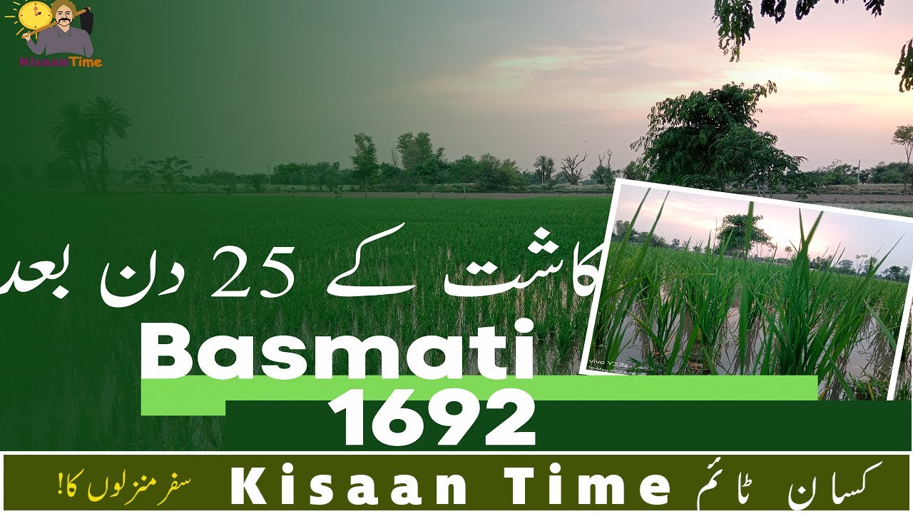 ُPB 1692 Cultivation of Basmati 1692 PB 1692 in Pakistan New Variety of
