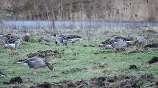 Viele, viele Gänse. Tiefwerder Wiesen.