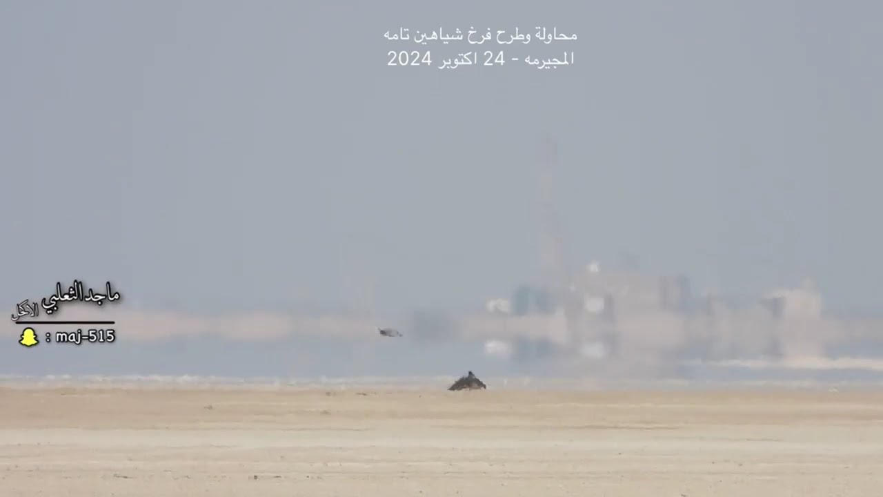 محاولة وطرح فرخ شياهين تامه المجيرمه 24 اكتوبر 2024 طرح اليوم في السعودية شيهانه تامه