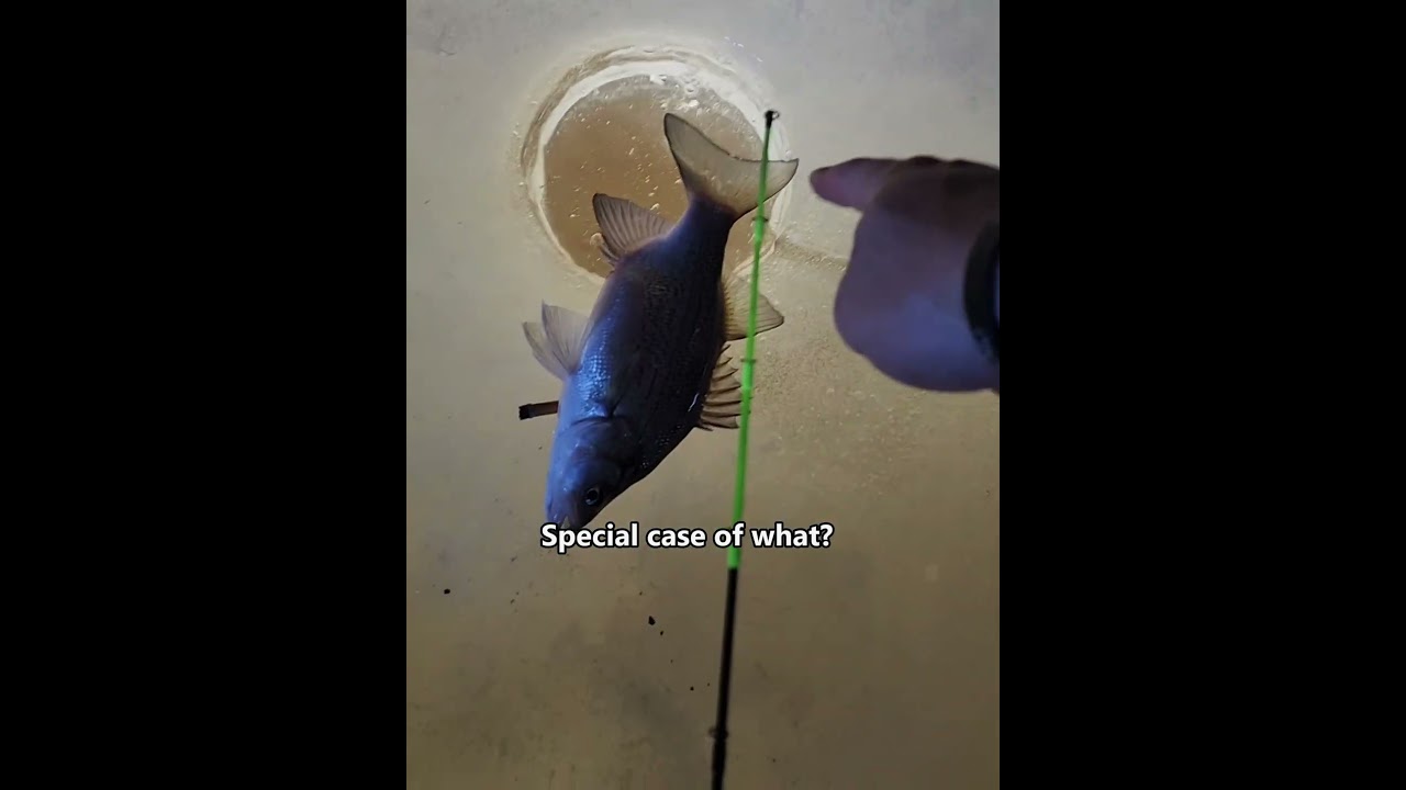 This Was Supposed to Be a Beautiful Moment 😂 #viralvideo #animalrescue #foryoupage #funnyvideo #oops