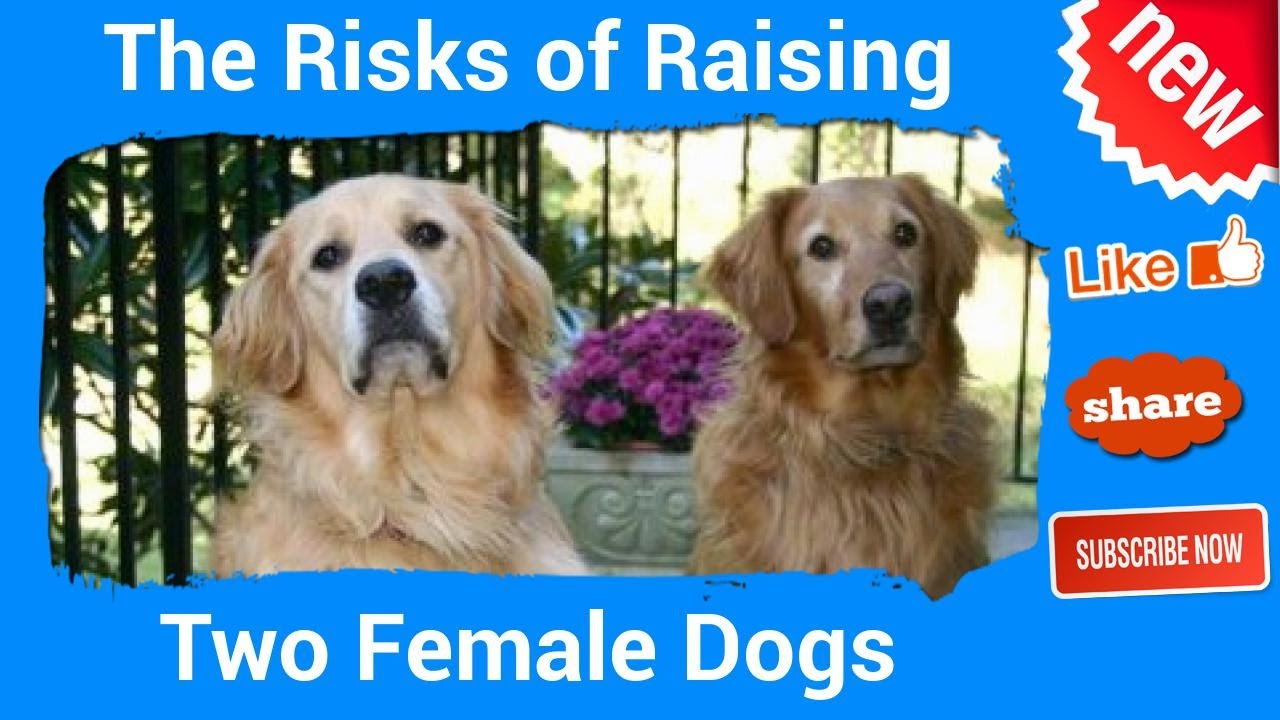 The Risks of Raising Two Female Dogs YouTube