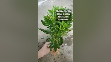 [3T_TV]Cây Giống Cúc Thân Gỗ loại đã có Hoa #3T_nhà_vườn 📲0374886977 #Cúc_thân_gỗ #caygiongcucthango