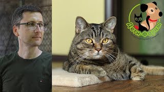 19.10.19 Ветеринар и кот Сэмыч в прямом эфире отвечаем на вопросы о собаках и кошках 19.10.19 Ветеринар и кот Сэмыч в прямом эфире отвечаем на вопросы о собаках и кошках