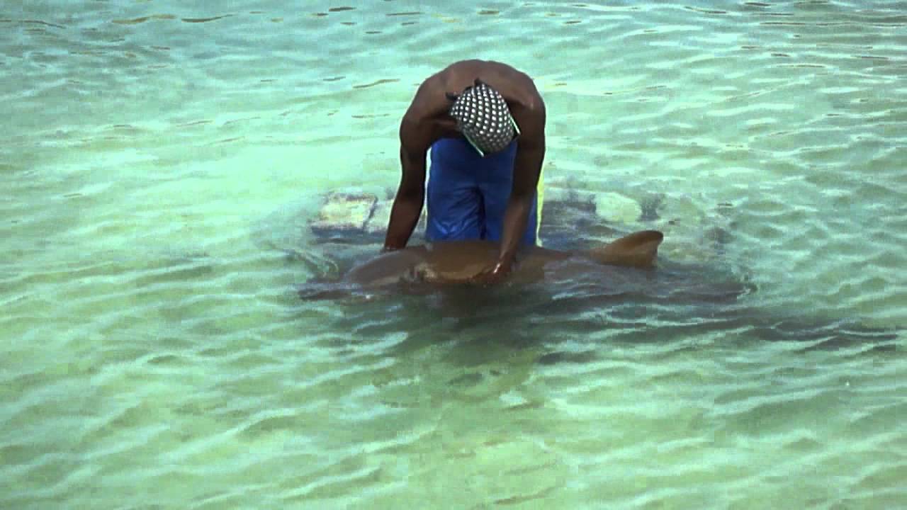 Shark Show Dolphin's Cove, Jamaica YouTube