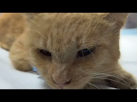 سالم لازم يعمل العملية ضروري