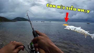 Lure biển trúng ổ cá mú tap mồi liên tục