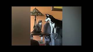 Funny Pet Videos That Make Us Smile by Pet Comedy 309 views 1 year ago 1 minute, 48 seconds