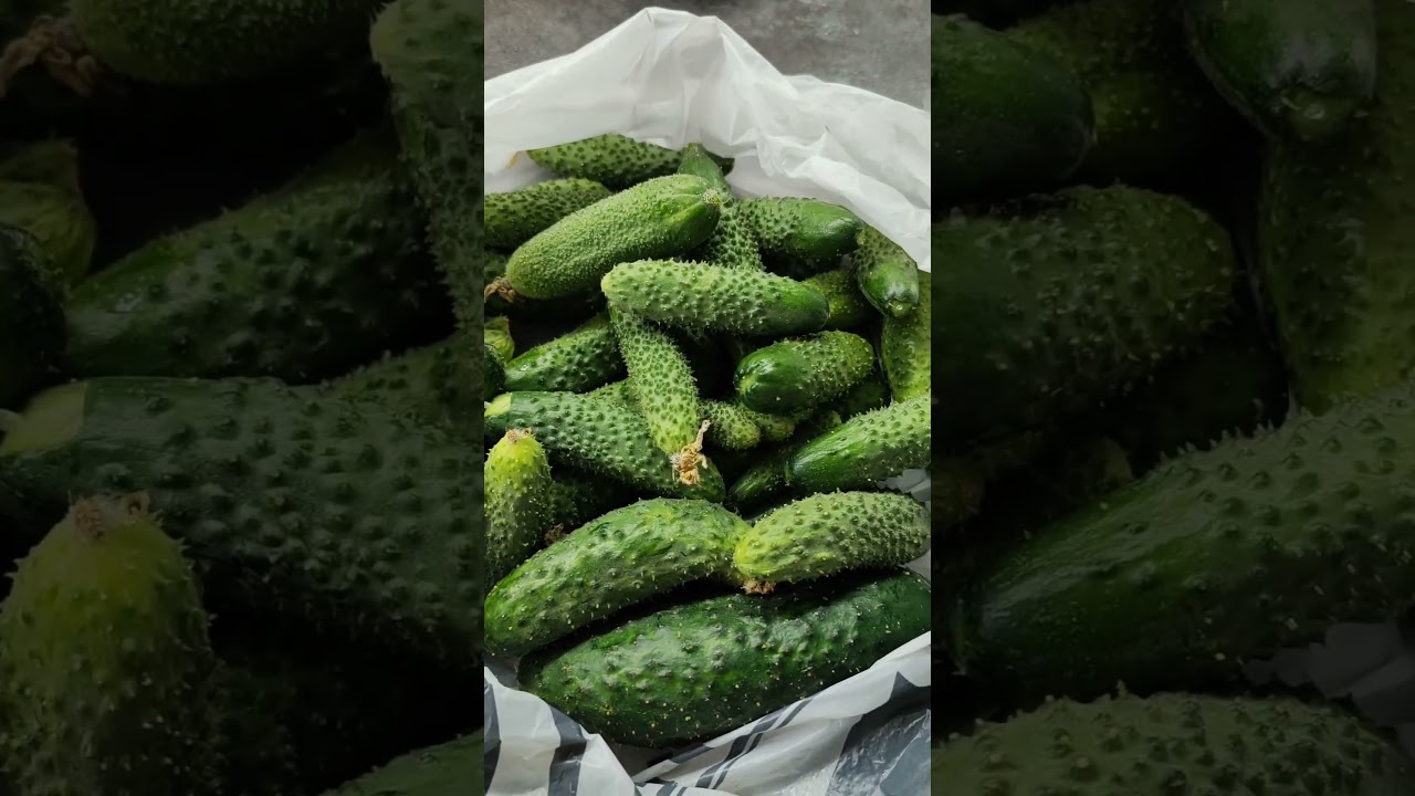 Хранение огурцов 