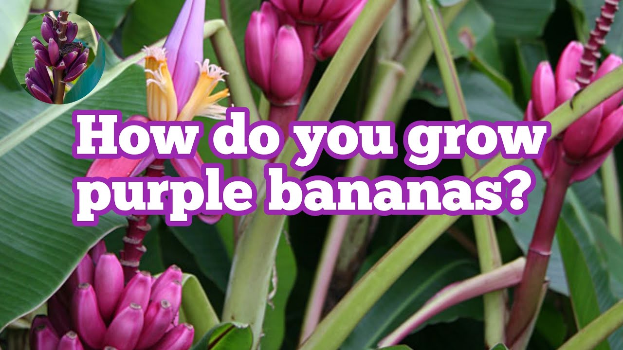 HOW DO YOU GROW PURPLE BANANAS? YouTube