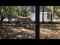 Белый тигр Раджа заигрывает с соседками! White Tiger Raja is flirting with neighbors!