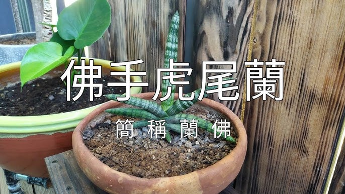 隨便記錄一下 佛手虎尾蘭偽縮時攝影sansevieria Boncel Growing Time Lapse Youtube 隨便記錄一下 佛手虎尾蘭偽縮時攝影sansevieria Boncel Growing Time Lapse Youtube