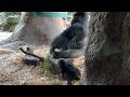 パパの近くをうろうろするスモモちゃん【未公開編】【上野動物園】ゴリラ