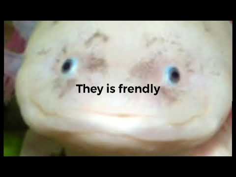 5 reasons to get an axolotl | 2021 edition