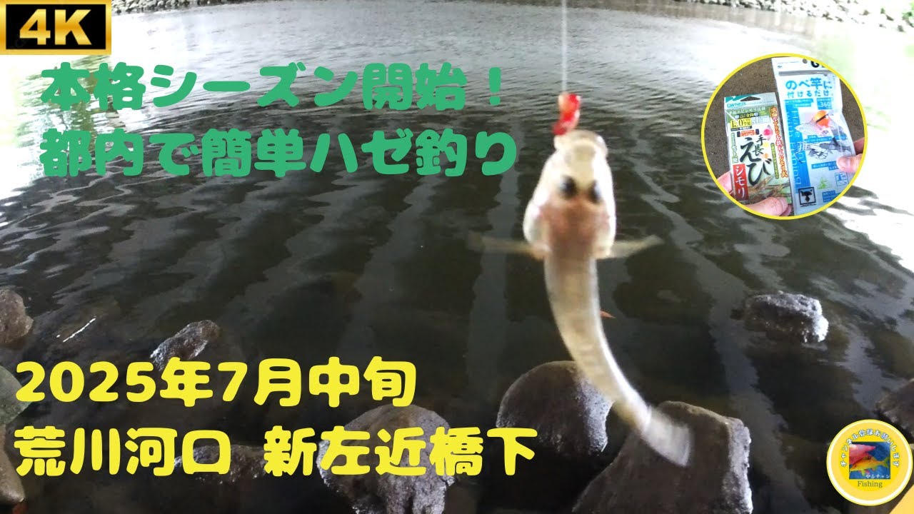 ハゼ釣り 2025年7月中旬 東京 荒川 新左近橋下 #釣り #テナガエビ #ハゼ #荒川