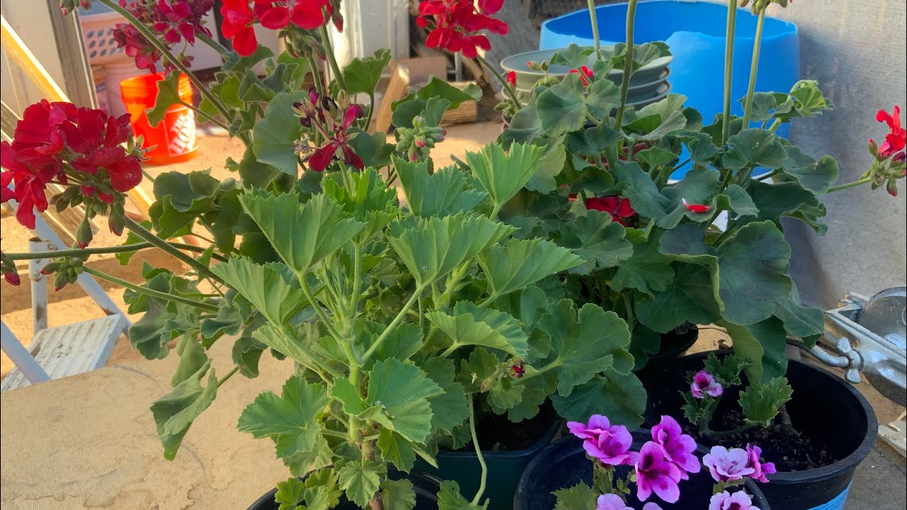 De esta manera ago propagaciones de los geranios 🤗🌹🥀💐🌺🌼