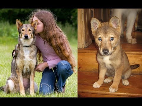 Video: Argentine Family Clones Antony His Dead Puppy