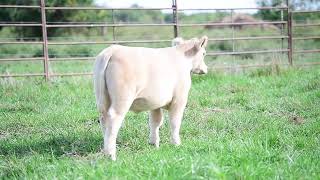 Bastians Discover Your Dream Sale Lot 10