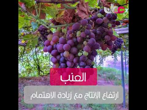 العنب الاهتمام يرفع كمية الإنتاج بشكل لافت