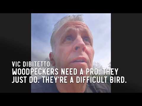 Woodpeckers need a pro. They just do. They're a difficult bird.