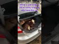 There's a cow in the trunk?
