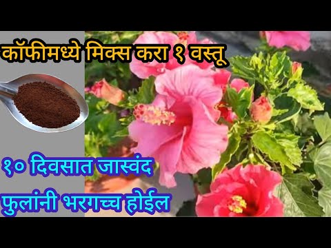 घरातील या वस्तूंच्या वापराने जास्वंद फुलांनी भरून जाईल||Organic fertilizer||#spgardeningmarathi