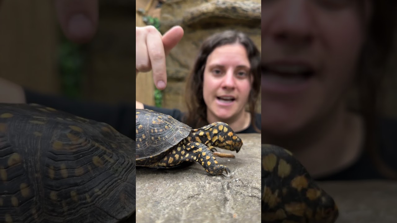 Feeding my box turtle some worms! 🐢