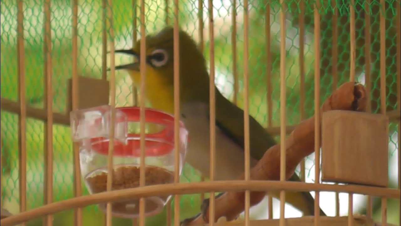 Khuyên bổi 2 mùa líu xù đầu đẹp, vẫn còn nhát| Tuấn Bird