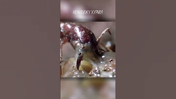 Вот на что идут муравьи для победы над слизнями