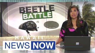 City, state requesting proposals from community to fight tree killing beetle