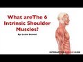 Intrinsic Shoulder Muscles Quiz