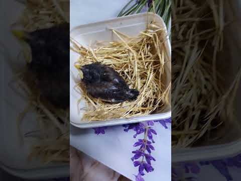 اسكوبارز مرفرف من الفرحه