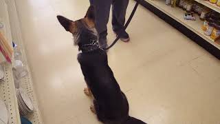 Gsd-high anxiety, high energy, barks at strangers