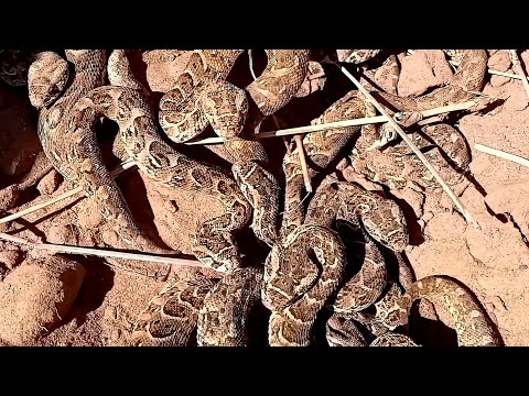 اخطر مغامره لقيت اكثر من 80 أفعى في حفره واحده