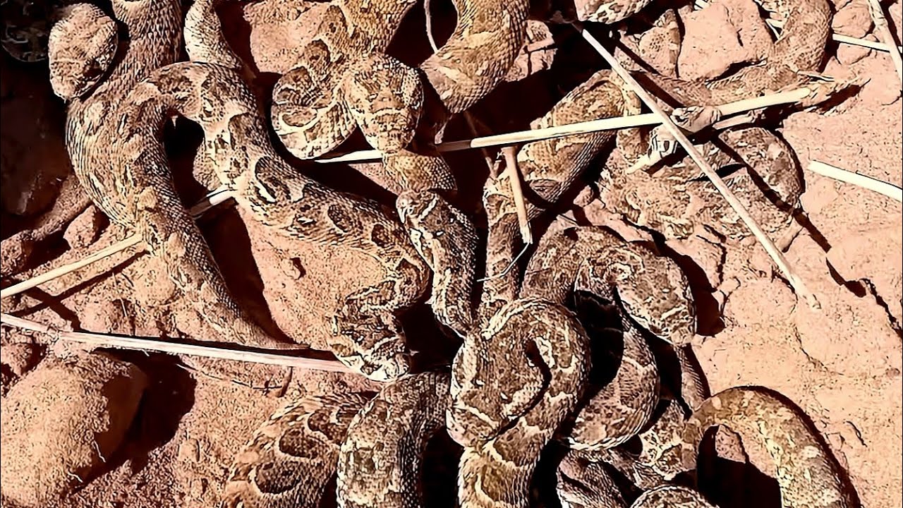 🔴اخطر مغامره لقيت اكثر من  80 أفعى في حفره واحده ☝️