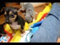 Rat Terrier puppies at 5 weeks old video #2