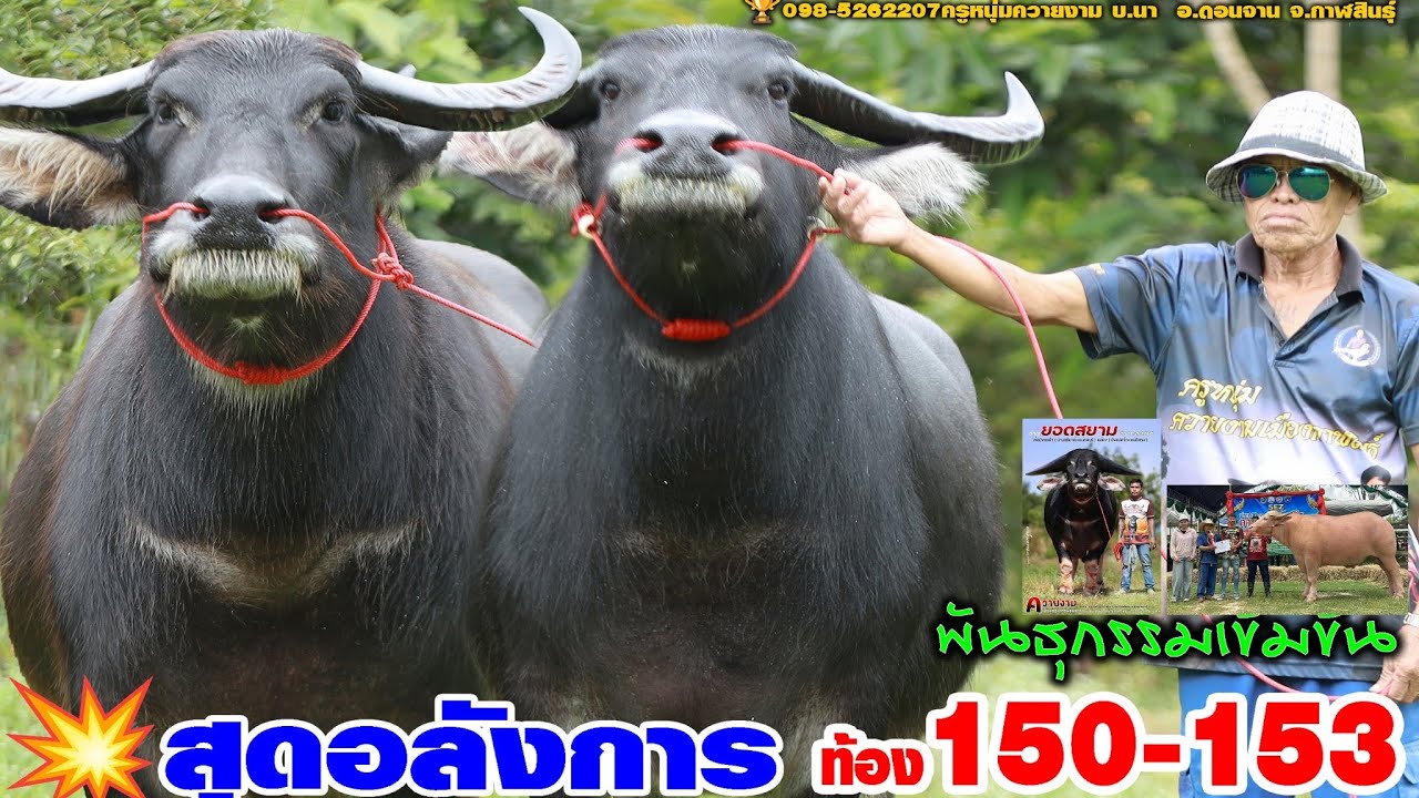 💥อลังการ แม่ท้อง150,153พันธุกรรมดีส่งลูกดี🏆098-5262207ครูหนุ่มควายงาม บ.นา  อ.ดอนจาน จ.กาฬสินธุ์