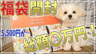 【2020犬の福袋】超お得！大人気ペットパラダイスの福袋が大当たり！！犬服試着も♪【＃043】The contents of the lucky bag for dogs are amazing