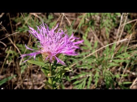 Schubert: auf dem wasser zu singen- ian bostdrige (tenor) + julius drake (piano)