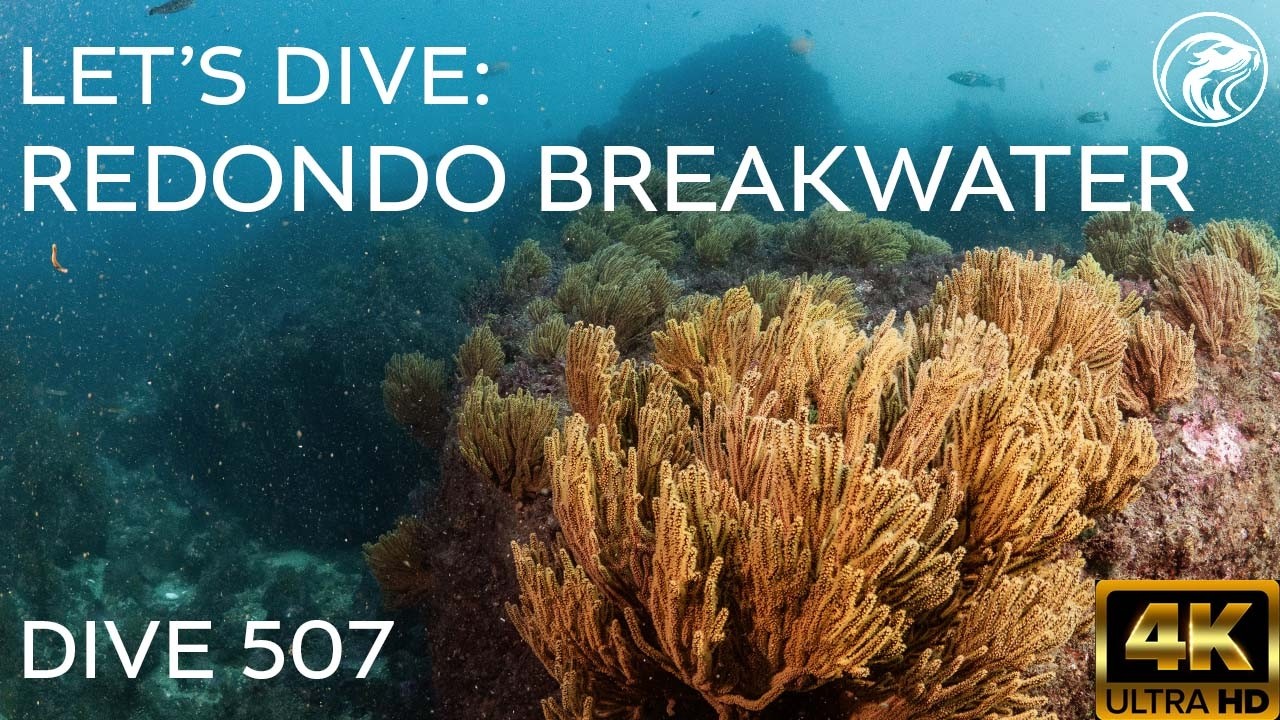 SCUBA Let's Dive: Redondo Breakwater - Redondo Beach, CA, 2025 - 4k