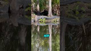 MASSIVE 13 foot Alligator encounter in one of the most dangerous creeks in Floridas swampland.