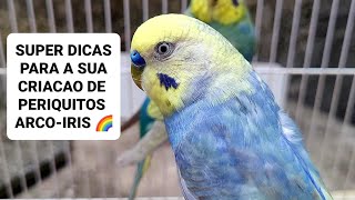 Super dicas para a criação de periquitos arco-íris 🌈 by Carlos Augusto criações 1,381 views 3 months ago 13 minutes, 10 seconds
