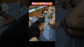 Laddu❤️❤️212!!#shortsfeed#shorts#ytshorts#germanshepherd#dog#pets#viralshorts#trending#funny#reels
