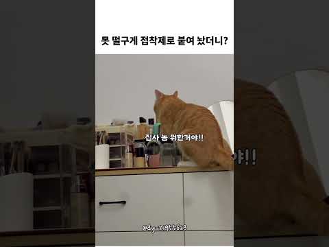 집사야 너무 한거 아니니? thumbnail