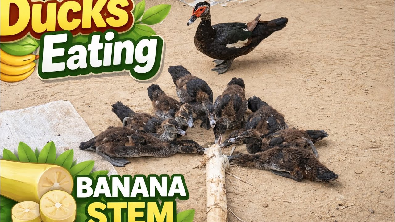 Ducks Eating Banana Stem 🦆🌿 | ទាកំពុងញាំដើមចេក#duck #birds 